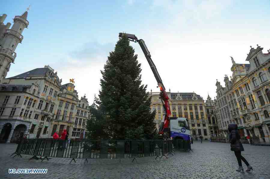 Où aller couper son sapin de Noël ?