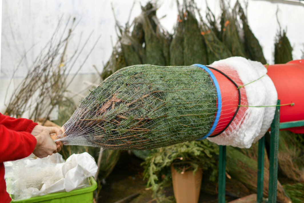 Sapin de noel Emballé et protégé pour le transport