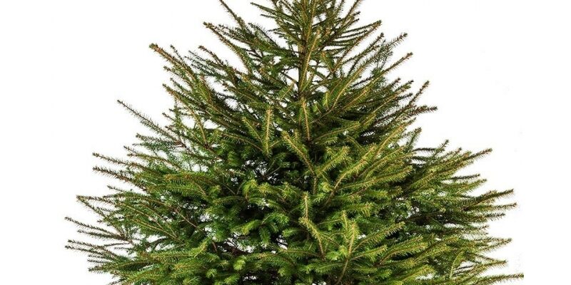 sapin-épicéa-naturel sapin-épicéa-naturel