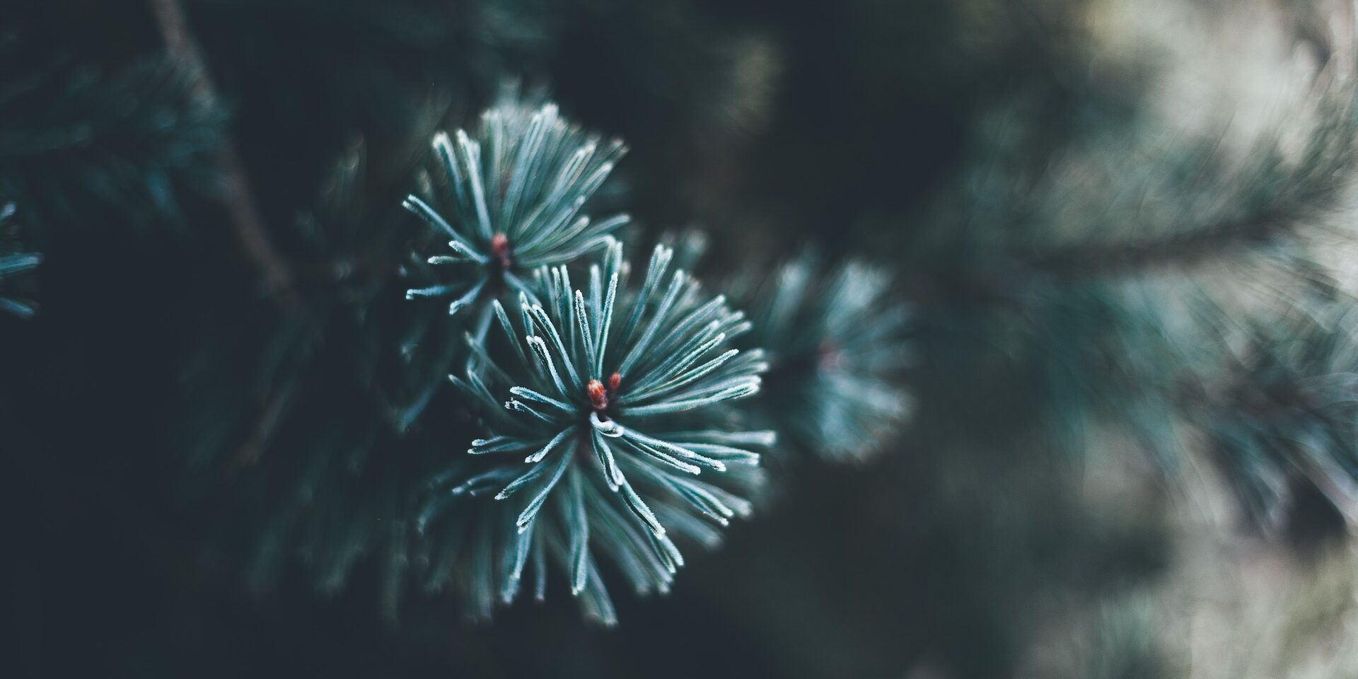 branche de sapin de noel