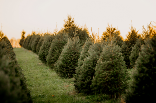 Culture de sapins