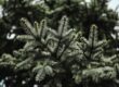 Sapin Nordmann naturel