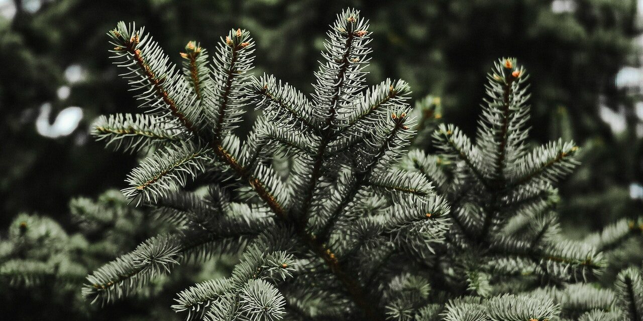 Sapin Nordmann naturel