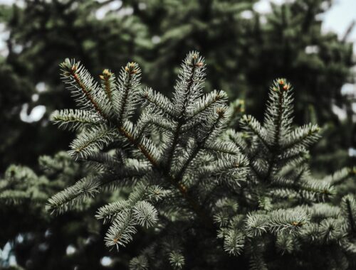 Sapin Nordmann naturel