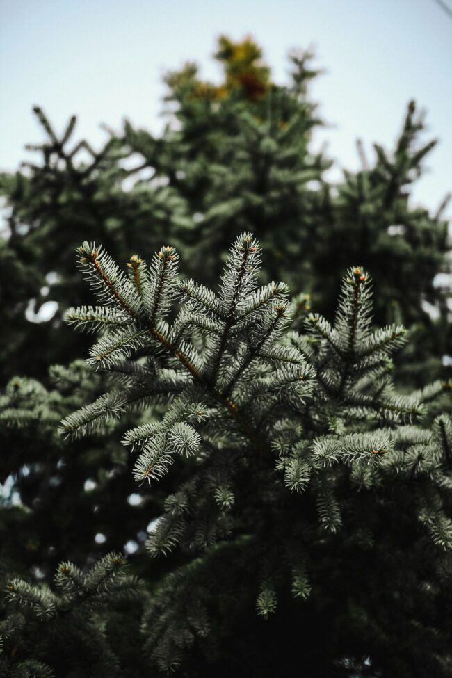 Sapin Nordmann naturel Sapin Nordmann naturel