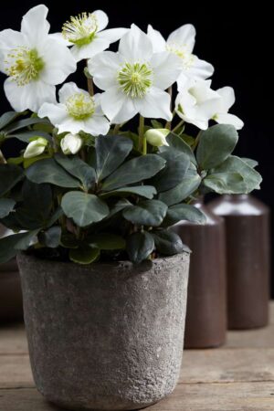 Helleborus niger