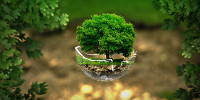 Sapin de Noël naturel Sapin de Noël naturel